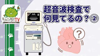 『超音波検査で何見てるの？①腹部超音波検査』|りんごの樹動物病院