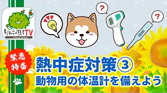 緊急特番‼️熱中症対策③ 『動物用の体温計を備えよう』|りんごの樹動物病院