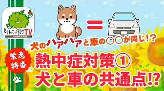 緊急特番‼️『熱中症対策① 犬と車の共通点⁉️』|りんごの樹動物病院