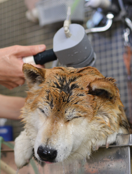 りんごの樹動物病院