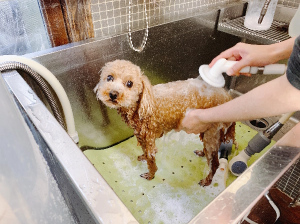 りんごの樹動物病院