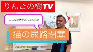 こんな症状があったら注意 猫の尿路閉塞 症状と治療編　りんごの樹動物病院|りんごの樹動物病院