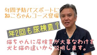 年2回も尿検査？猫ちゃんに尿検査が大事なわけ。|りんごの樹動物病院