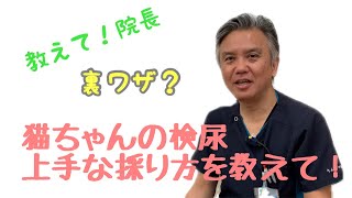 裏ワザ⁉︎猫の検尿、上手な採り方を教えて！|りんごの樹動物病院