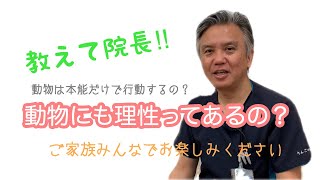 動物は本能だけで行動する？動物にも理性ってあるの？|りんごの樹動物病院