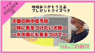 【犬猫の熱中症予防　特に気をつけたい犬種　水中毒にも気をつけて】|りんごの樹動物病院