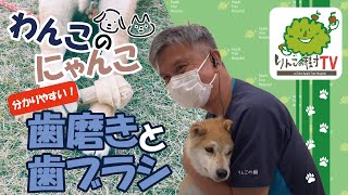 【わんこにゃんこの歯磨きと歯ブラシ】|りんごの樹動物病院