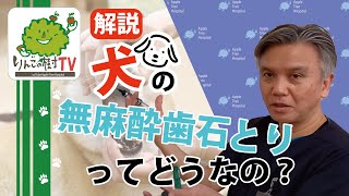 【犬の無麻酔歯石とりってどうなの？】|りんごの樹動物病院