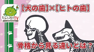 比べてみた！【犬の歯】✖️【ヒトの歯】　|りんごの樹動物病院