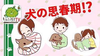 【犬の思春期⁉︎】|りんごの樹動物病院