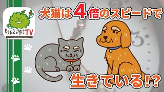 【犬猫は4倍のスピードで生きている⁉︎】|りんごの樹動物病院