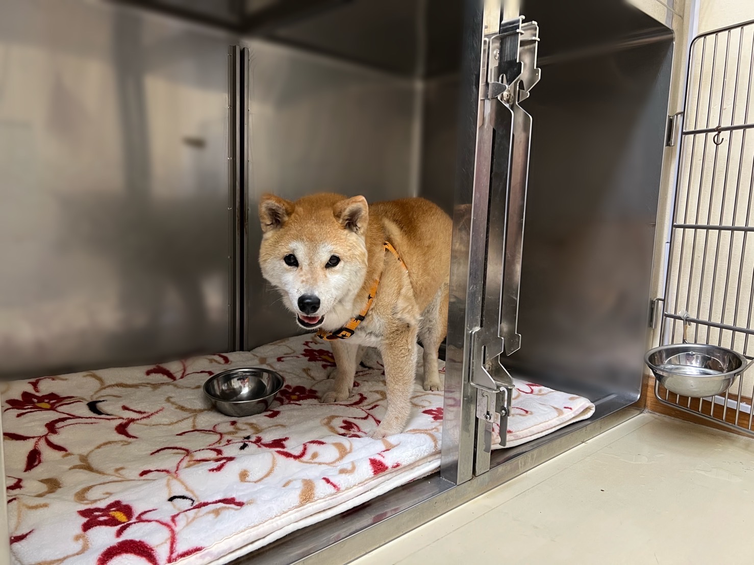 りんごの樹動物病院