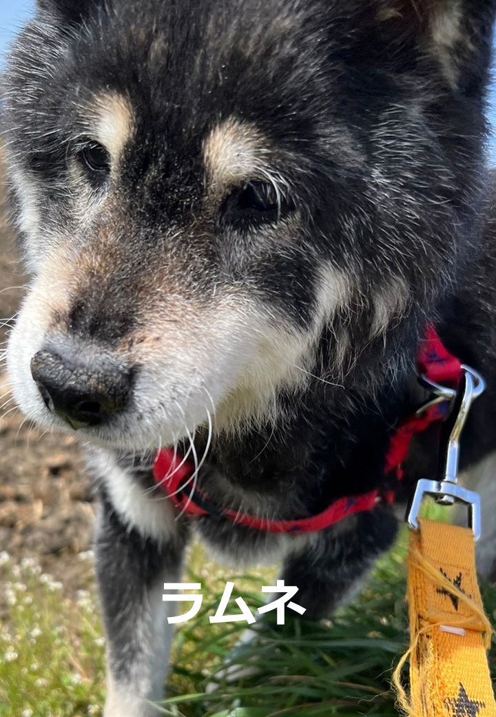 りんごの樹動物病院