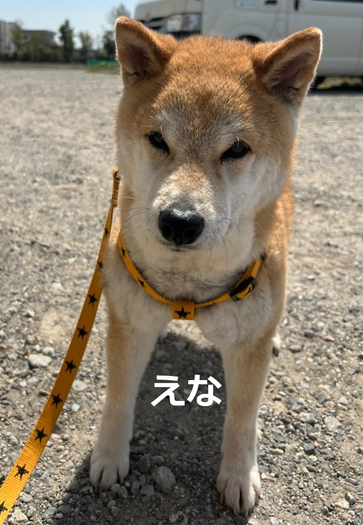 りんごの樹動物病院