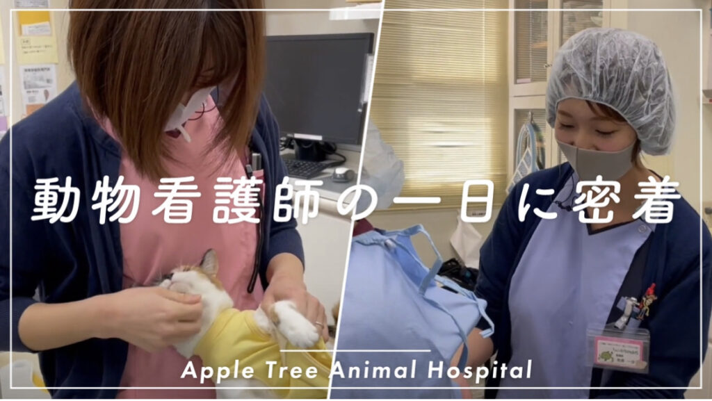 密着取材「動物看護師の一日」子育て・入社3年目の奮闘！動物の命と向き合う動物病院の現場に密着しました！りんごの樹動物病院|りんごの樹動物病院