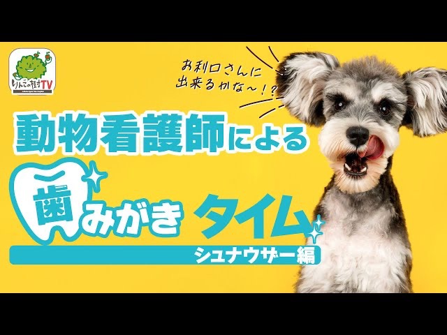 動物看護師による歯みがきタイム🦷お利口さんに出来るかな～！？(シュナウザー編)|りんごの樹動物病院