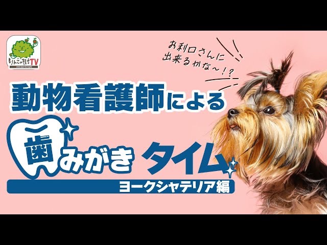 動物看護師さんによる歯磨きタイム🦷上手に出来るかな~⁉︎(ヨークシャーテリア編)|りんごの樹動物病院