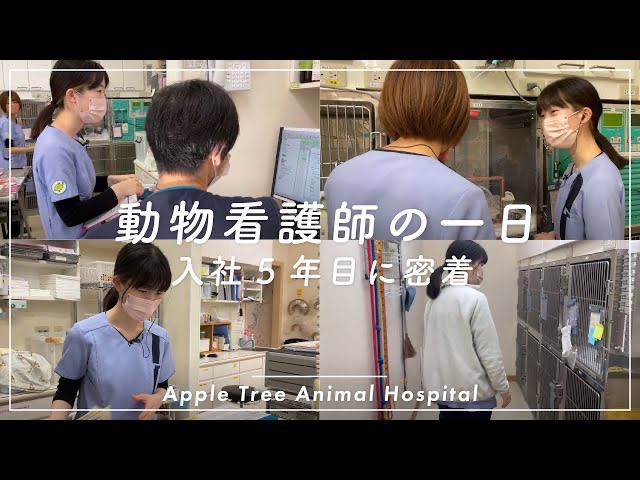 もうすぐ国家資格化！愛玩動物看護師。密着「動物看護師の一日 File２」入社5年目の学びと成長、和み系動物看護師の一日に密着しました。|りんごの樹動物病院