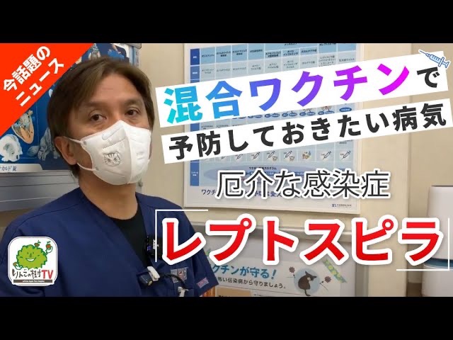 【今、ニュースで話題！】犬の感染症　レプトスピラ　はっきり言って怖いです。　お問い合わせ多数のため、再アップします|りんごの樹動物病院