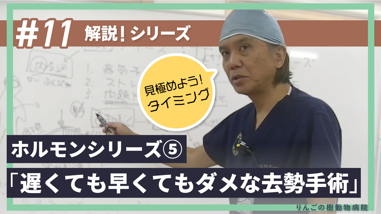 タイミングが大事！遅くても早くてもダメな去勢手術|りんごの樹動物病院