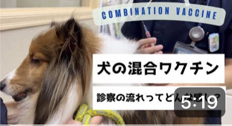 犬の混合ワクチン　診察の流れってどんな感じ？|りんごの樹動物病院