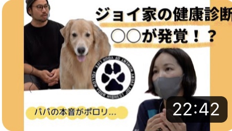 【人気　YouTuber犬】ゴールデンレトリバー　ジョイちゃん健康診断の裏側を大公開|りんごの樹動物病院