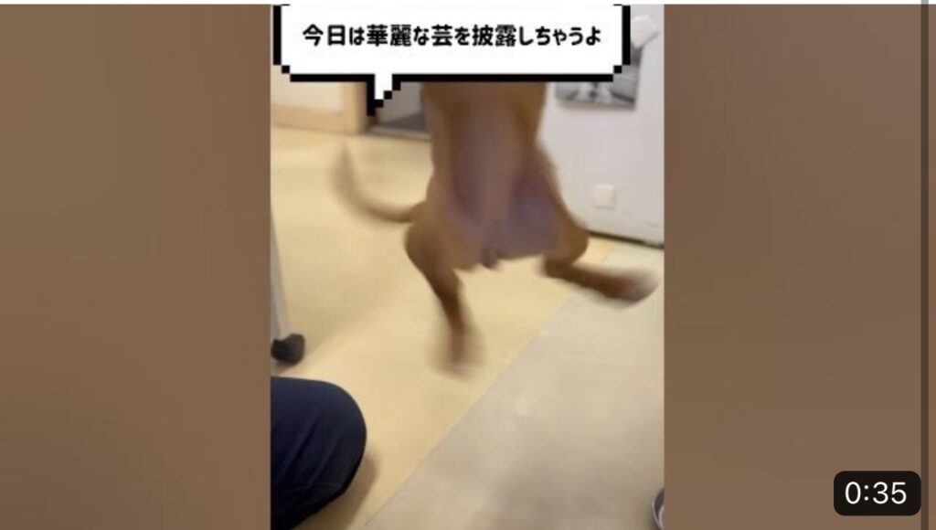 【跳ぶ犬】ピチピチぴ〜ちゃんによる芸披露！！お見事4連発！！#shorts|りんごの樹動物病院