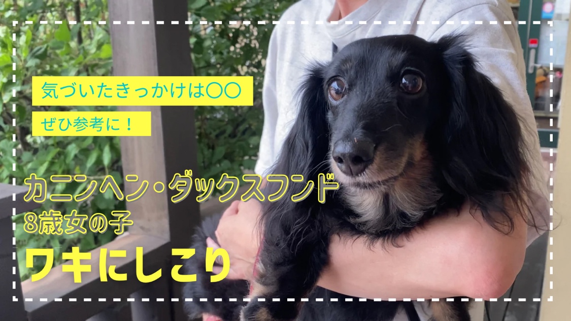 シニア期に多い【腫瘍】８歳のカニンヘンダックスちゃんの診察に密着#動物病院 #ダックス #獣医師|りんごの樹動物病院