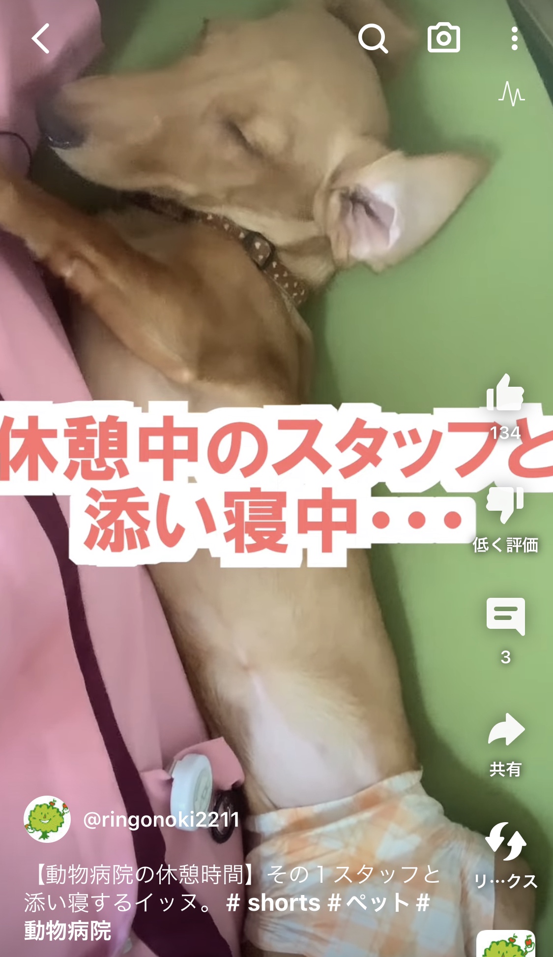 【動物病院の休憩時間】その１スタッフと添い寝するイッヌ。＃shorts＃ペット＃動物病院|りんごの樹動物病院