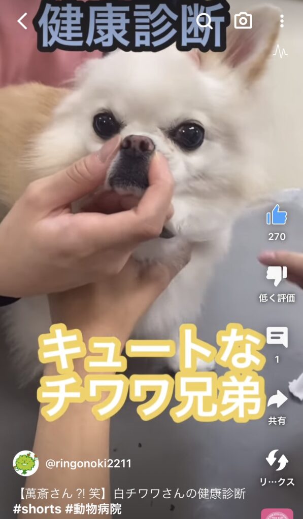 【萬斎さん⁈笑】白チワワさんの健康診断#shorts #動物病院|りんごの樹動物病院