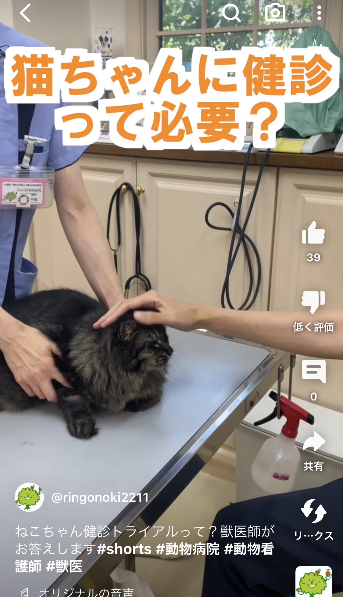 ねこちゃん健診トライアルって？獣医師がお答えします#shorts #動物病院 #動物看護師 #獣医|りんごの樹動物病院