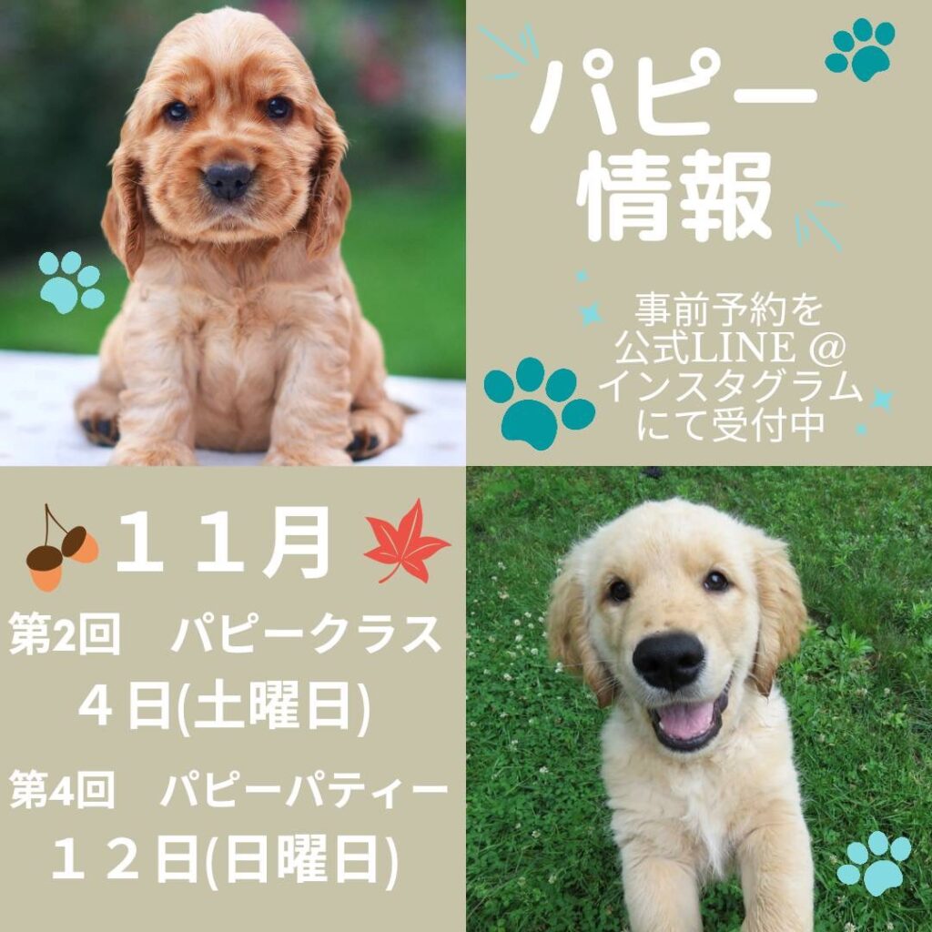 【イベント情報🐶🎈】 11月パピークラス、パピーパーティー開催|りんごの樹動物病院