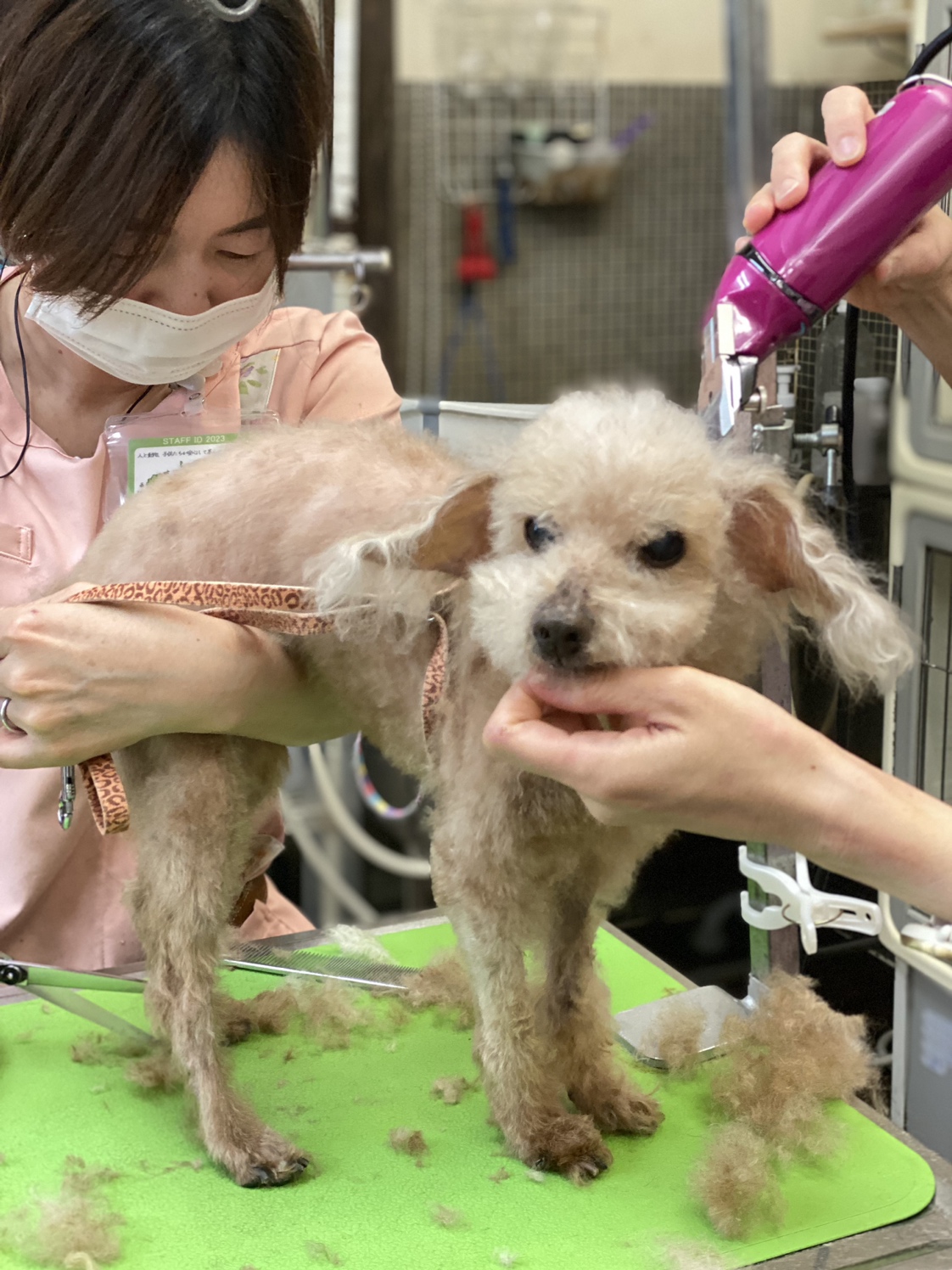 りんごの樹動物病院