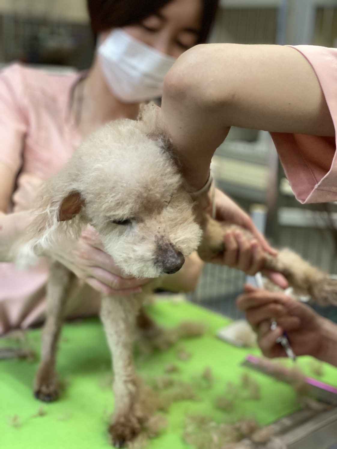 りんごの樹動物病院