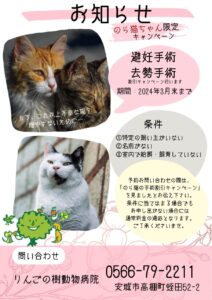 野良ねこちゃん🐈‍⬛の避妊去勢手術|りんごの樹動物病院