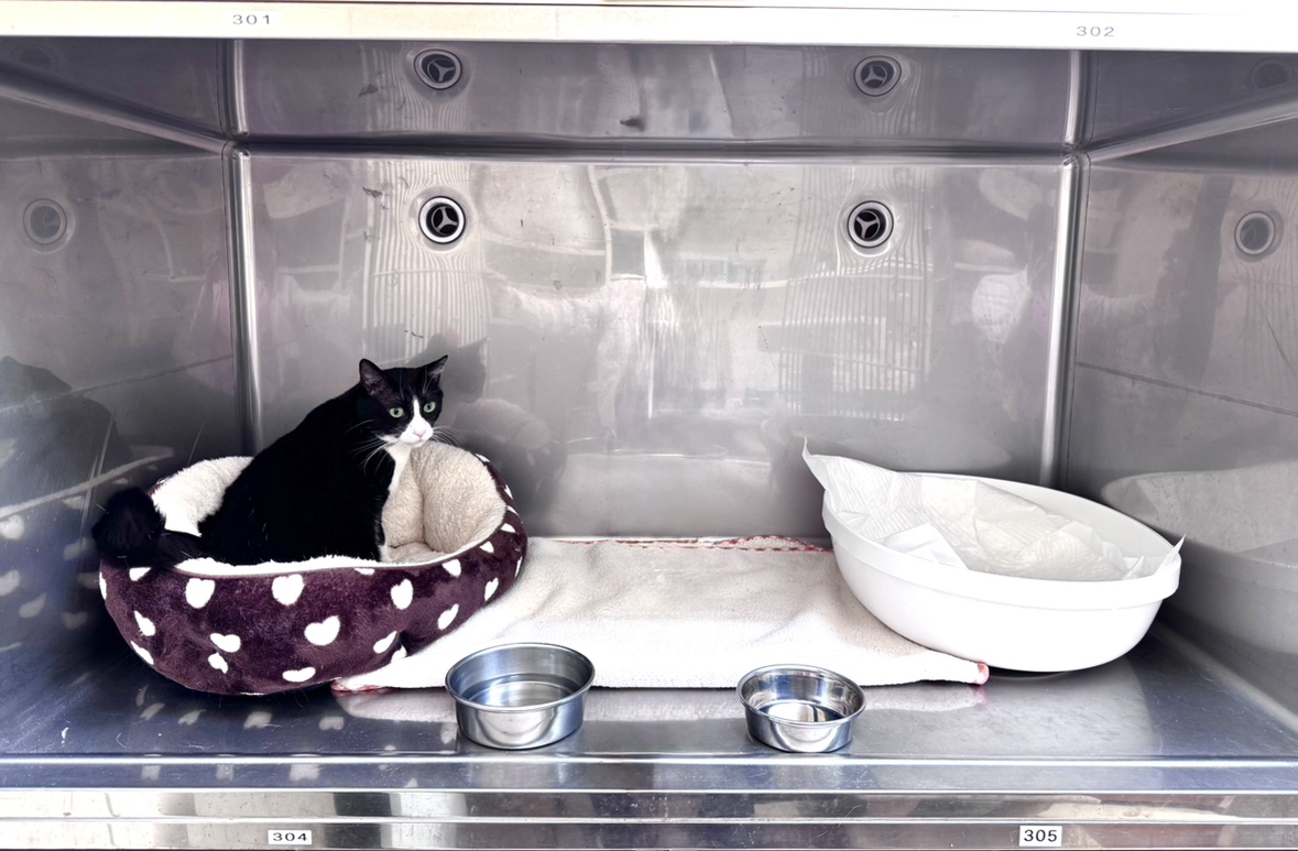 りんごの樹動物病院